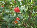 Eugenia uniflora